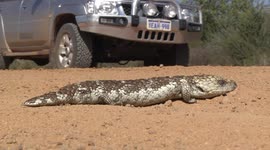 A baleful eye! A Bobtail, Shingleback or Sleepy Lizard sunning on the road