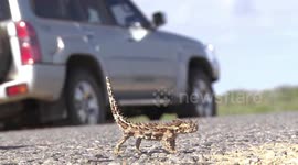 A bizarre Thorny Devil on the road - with a foot for scale