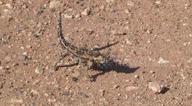 A strange Thorny Devil lizard on the verge with its tail up