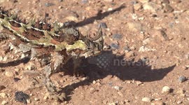 The strange, spiny head of a Thorny Devil lizard