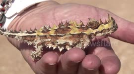 A Thorny Devil sitting on a hand