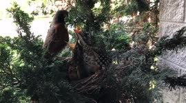 Momma Robin feeding her babies
