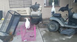 This chicken thinks she can drive a tractor