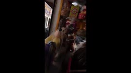 Runaway bull breaks into market place and terrifies shoppers