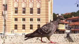 Slow-motion Footage pigeon confused