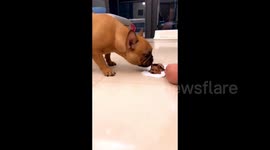 Bulldog freaked out after witnessing owner cutting dog-shaped cake