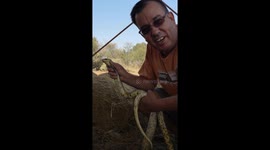 Snake-catcher catches two Snoutedcobras