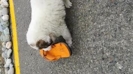 Puppy attacks Slipper