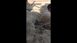 Snake-catcher catches big cobra