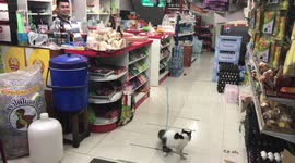 Cat on a long lead inside shop