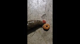 Slug eating cat food