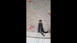 Cat having fun in sand