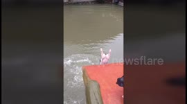 Farmer keeps pigs fit by forcing them to dive into lake and swim to shore
