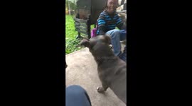 Dog puts out flame
