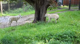 Lonely female wolf is introduced to male friend… and she’s not happy about it!