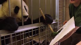 Panda uses bamboo paint brush to create exquisite art worth hundreds