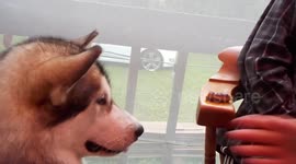 Clever Alaskan Malamute Sojou