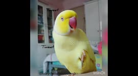 Haley have a very important announcement... 