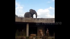 Incredible moment huge male elephant suddenly appears on roof of South African safai camp