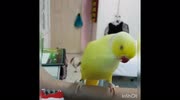 temp