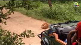 Sleeping dog manages to scare off massive leopard