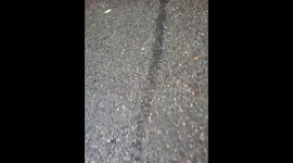 Thousands of ants form chain to cross the road