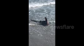 Fisherman reels in shark on US East Coast beach