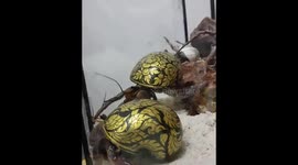 Two pet hermit crabs with beautifully painted black and gold shells