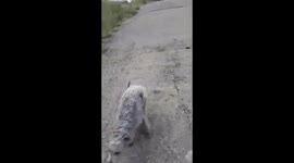Bedlington terrier whippet excites/scared of the water