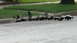 Couple cross paths with a skunk mom and her SEVEN stinky babies