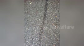 Thousands of ants form chain to cross road in Thailand