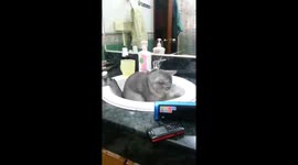 My cat has weird taste in music (Speaker on please)