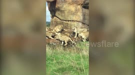 Moment female lionesses attack terrified male lion at British safari park in a bid to kill off leader of the pride
