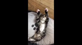 Mad with power: Phoebe the kitten hypnotised by own claws