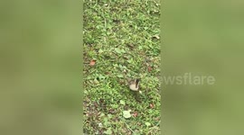 Watch what happens to this little duckling when he gets left behind by his family