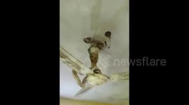Two hissing cobras dangle from ceiling fan after flood