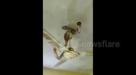 Two hissing cobras dangle from ceiling fan in Kerala home after flood