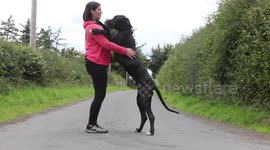 A family has adopted the UK's biggest PUPPY