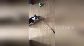 Would you hire this cleaning service? Clever corgi learns to use a broom