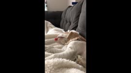 Sleeping pup sticks out her unusually long tongue!