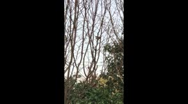 Randy birds have a quickie