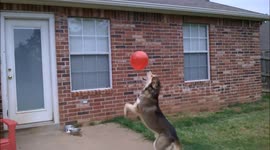 A huskey playing with a baloon
