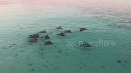 School of Eagle Ray