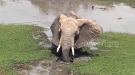 Elephant - Strength and Determination.