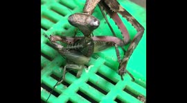 Peacock mantis eating prey