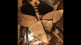 Mantis defence display