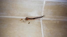 Giant centipede eating cockroach