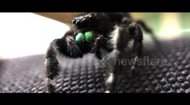 Jumping Spider filmed from an iPhone!