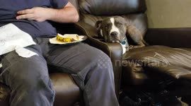Dog tries so hard to be a good boy and not look at the humans food