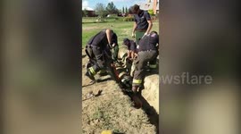 A baby goat that was trapped and alone in a dingy drainpipe had its rescue - by a team of firefighters - captured on camera
